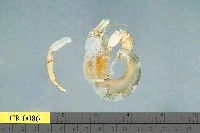 藏品(寄居蟹)的圖片